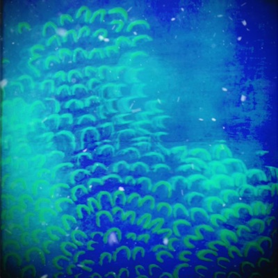 For Your Calls - Single