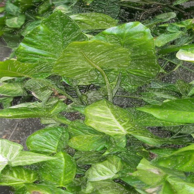 Purity Green
