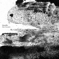 Mare Decendrii - Mamiffer