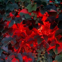 Playitsafe - Single - natureplayer