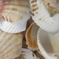 Pixal Shells - Single - Wolf