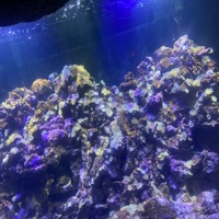 Own Lane! - Single (feat. YFN PORKY) - Single - Jxhntae