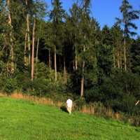 melancholie - Single - Jiggy Tee