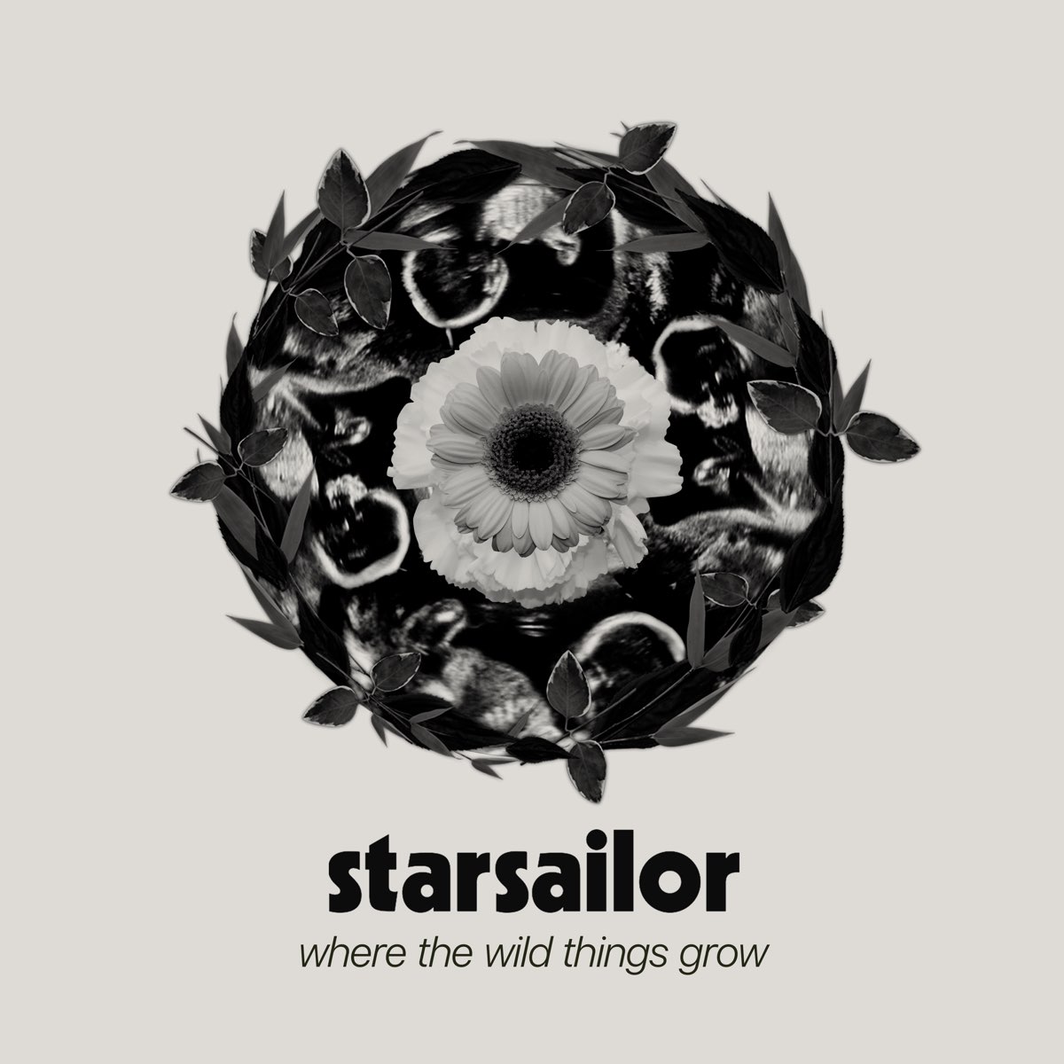 ‎Where the Wild Things Grow Album by Starsailor Apple Music