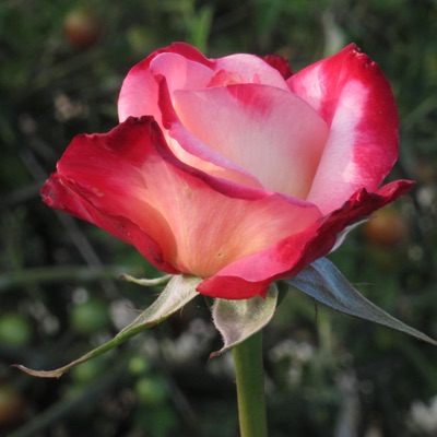 I Won't Lie - Single