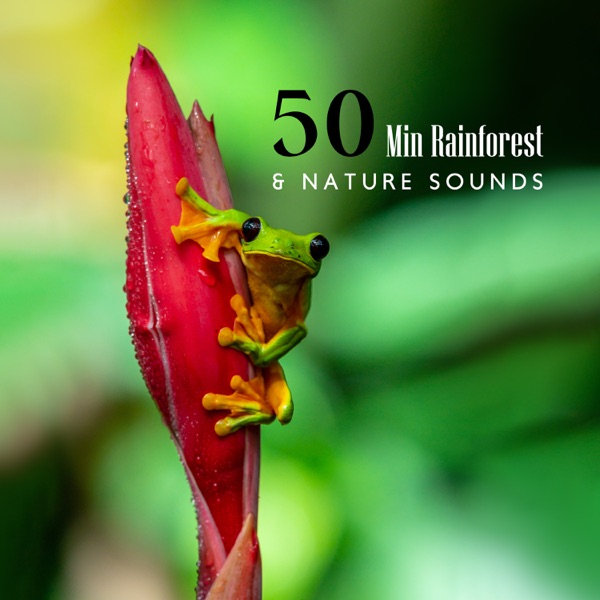 50 Min Rainforest & Nature Sounds: Healing Power of Water (Rain, Thunderstorm, River, Ocean, Sea)