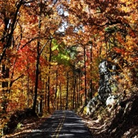 Watch the Leaves Fall - Single - XOLOSTBOY
