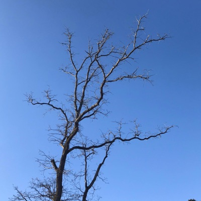 Iwishineversaidit - Single