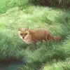 Foxx