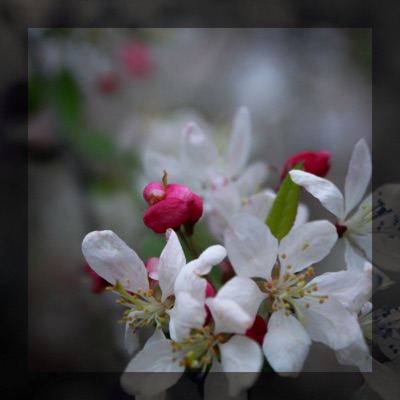 Garden Halls (feat. SVREN) - Single