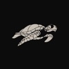 Tortue - Single