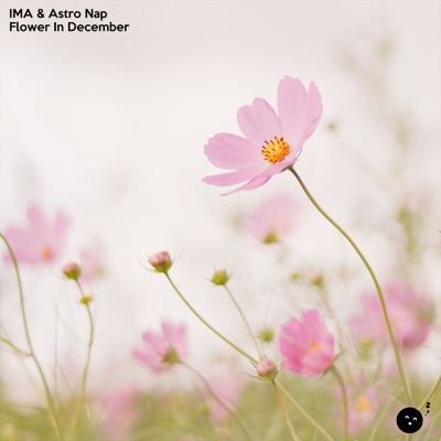 Flower In December - Single