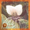 Arida cover art