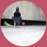 Crystal Clear - Single - Yams