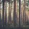 Lacandon - onoway lyrics