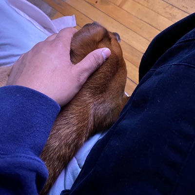 Butterflies & Morning Song - Single