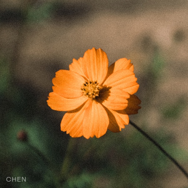 Before the Petals Fall - Single