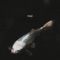 Kaishi - Aprevied lyrics