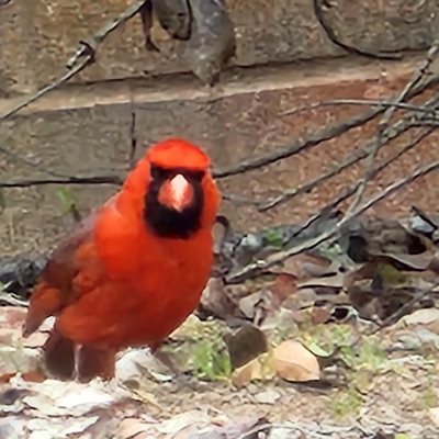 eric dj pekkitas - RAYITO CUMBIAS