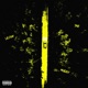 SET ME FREE feat TA MUDDY Single