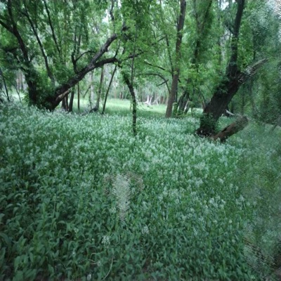 Flowers (feat. Epitomeoffailure) - Single