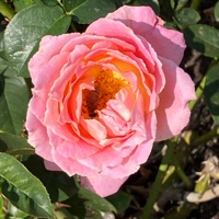 Because I Love You - Single - Jamie Murrell