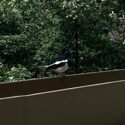 Ashen Light - Single