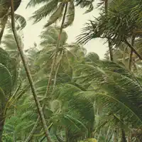LEDEBERG — Yôkaï