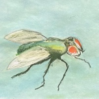 I Hate the Fly - Single - Dallin Hatch