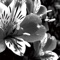 All Lost (yurei Remix) - pile of hex lyrics