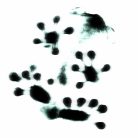 Ion Give a F**k Leo IV