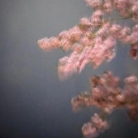 ride or die - Single - fxliz & Wintrr Xo