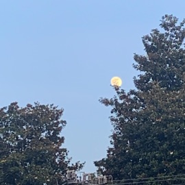 Conclure Noah Sollenberger