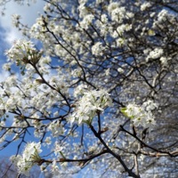 In Bloom - Single - Zach Heckendorf