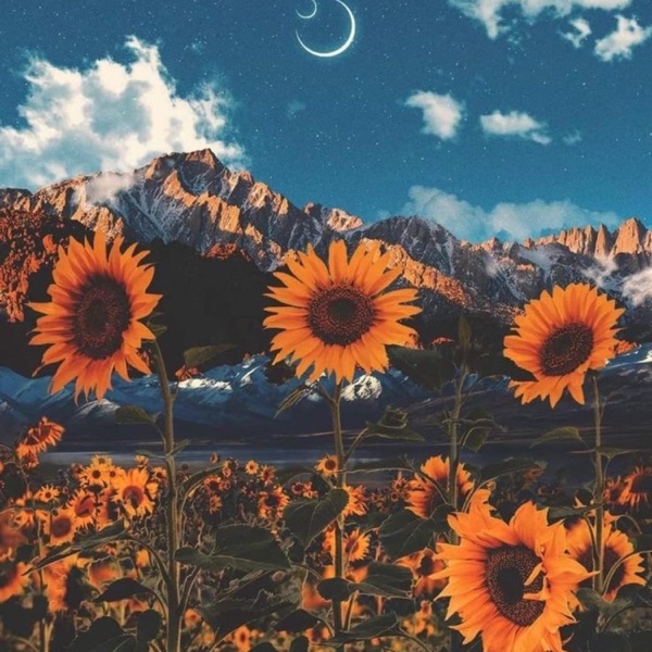 Wildflower
