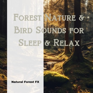 Forest Nature & Bird Sounds for Sleep & Relax