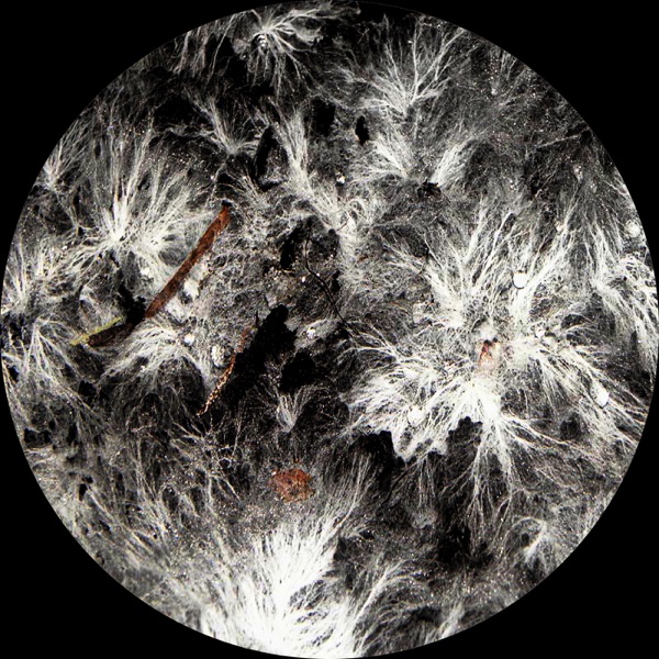 Mycelium