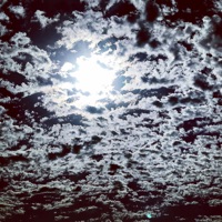 Bat Tune - Single - THXRN