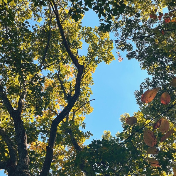 Language of the Leaves