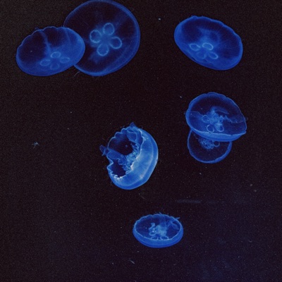 5D (feat. Lapeña) - Single