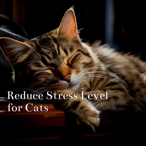 Reduce Stress Level for Cats