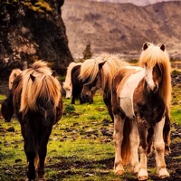 Treinta Ponys - Single - Scarface Johansson