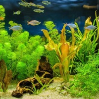 Breathe - Single - TheKirbsMiester