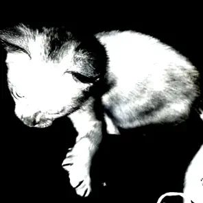 Cover art for Noir - Slowed