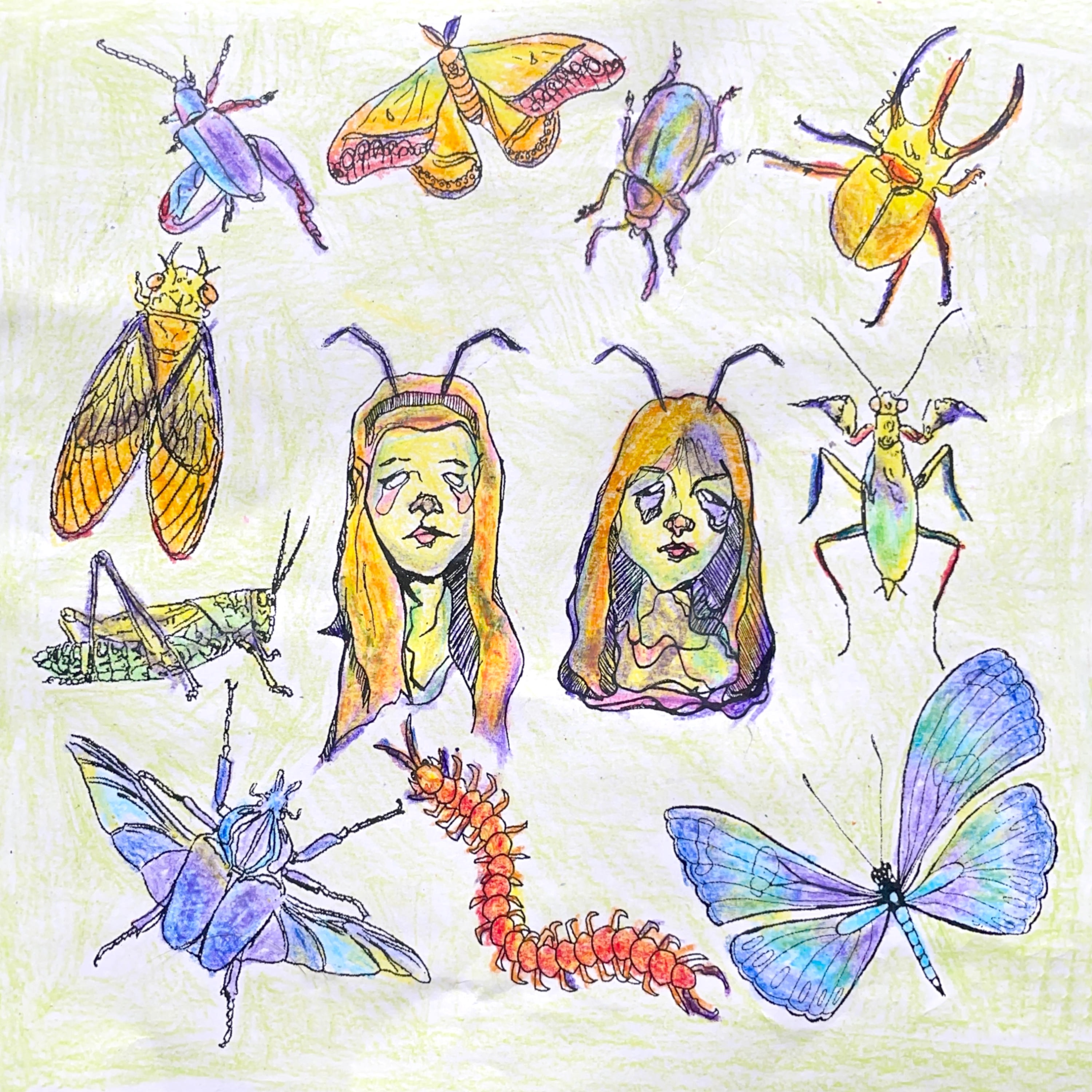 Bugs