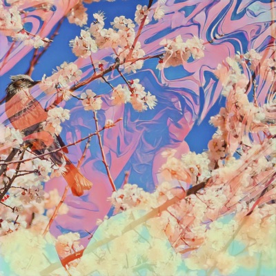 Meditations Under The Cherry Blossom Tree - Single