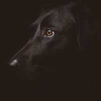 Black Notes - Single - Alan Jones