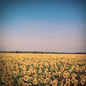 Sunflower Fields artwork