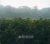 Midnight Garden