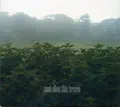 and also the trees